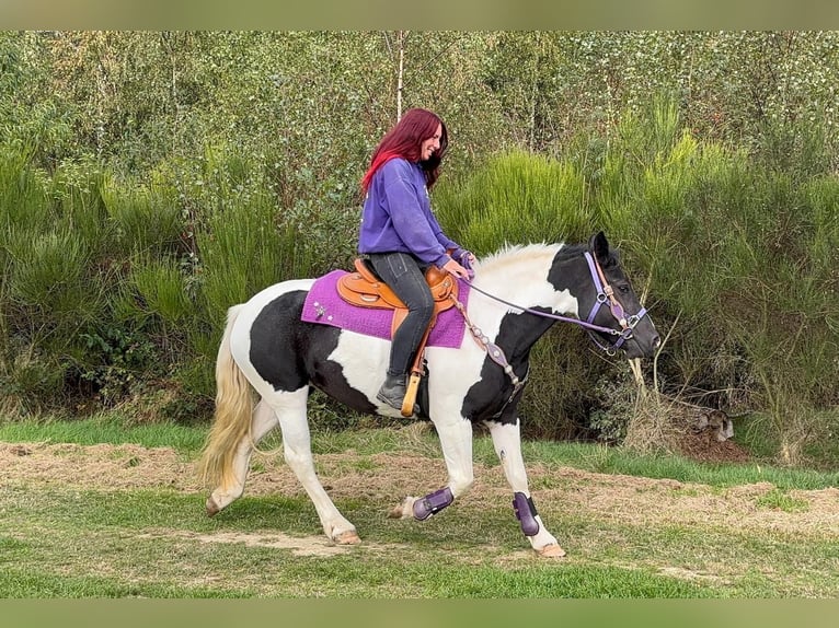 Pintos Yegua 5 años 148 cm Pío in Linkenbach