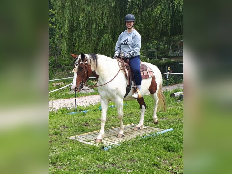 Pintos Yegua 5 años 157 cm Pío in Bayerbach