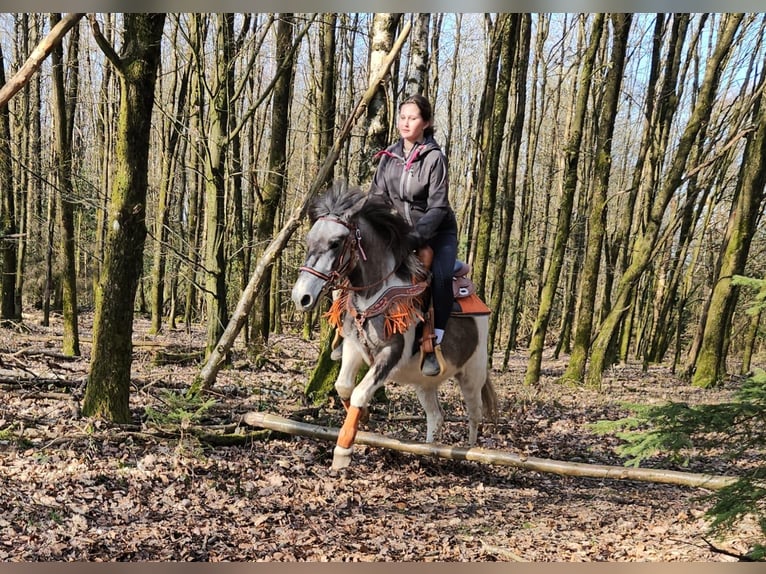 Pintos Yegua 6 años 136 cm Pío in Linkenbach