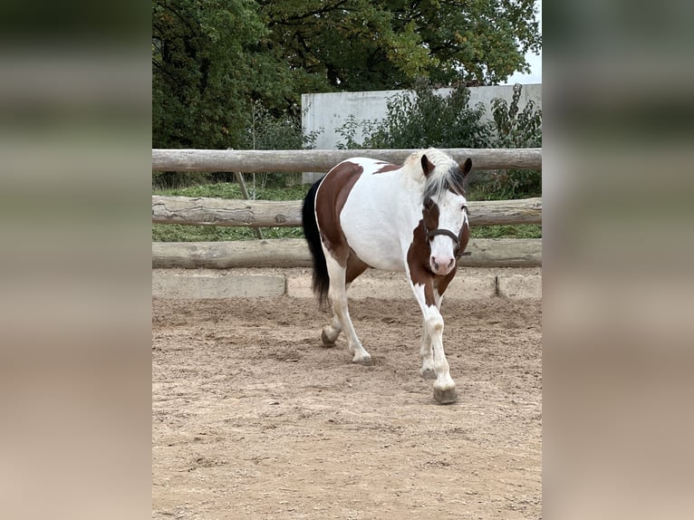 Pintos Yegua 6 años 146 cm Pío in F&#xFC;rth