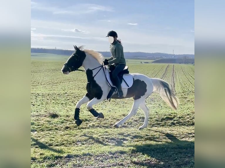 Pintos Yegua 6 años 150 cm Pío in Würzburg
