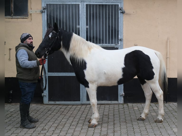 Pintos Mestizo Yegua 7 años 150 cm Pío in Buttstädt