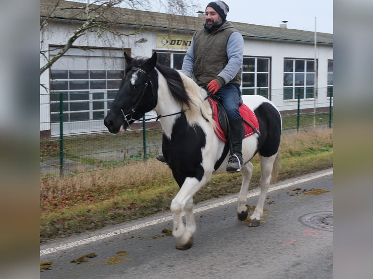 Pintos Mestizo Yegua 7 años 152 cm Pío in Buttstädt