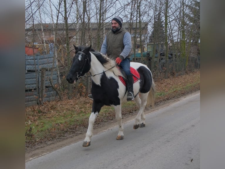 Pintos Mestizo Yegua 7 años 152 cm Pío in Buttstädt