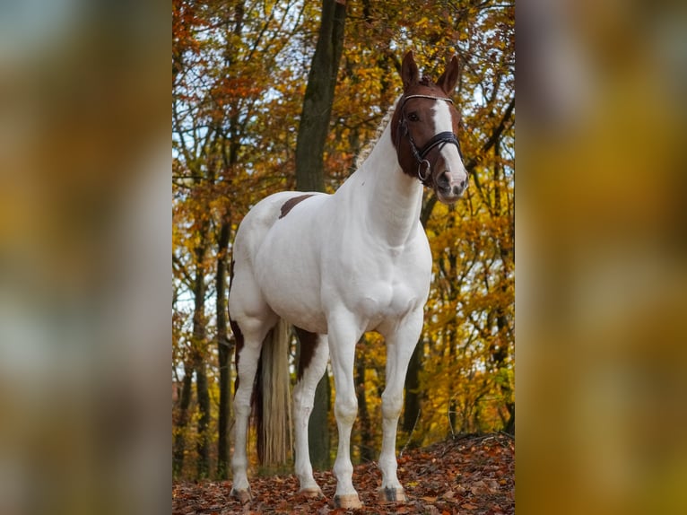 Pintos Yegua 7 años 162 cm Pío in Nettersheim