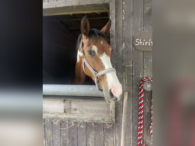 Pintos Mestizo Yegua 8 años 158 cm Pío in Recke