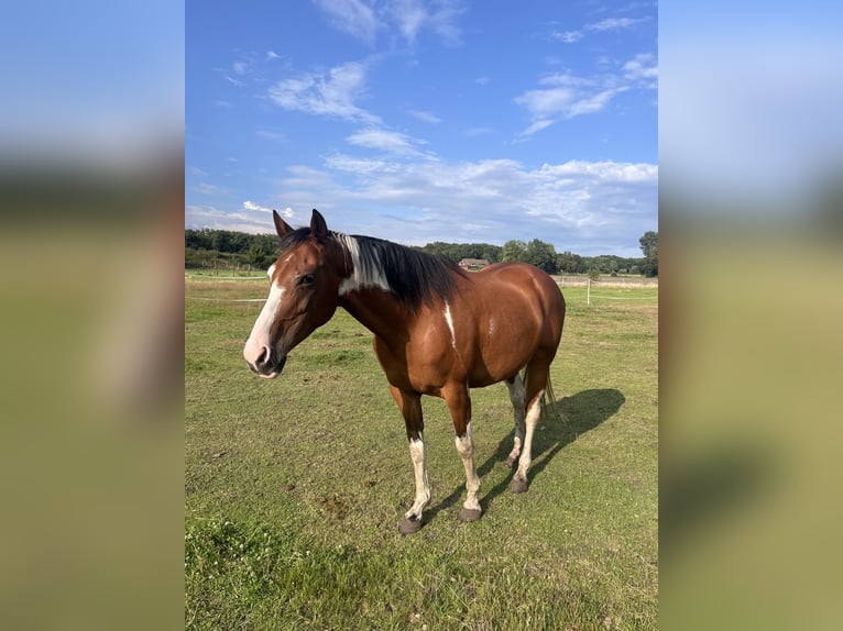 Pintos Mestizo Yegua 8 años 158 cm Pío in Recke