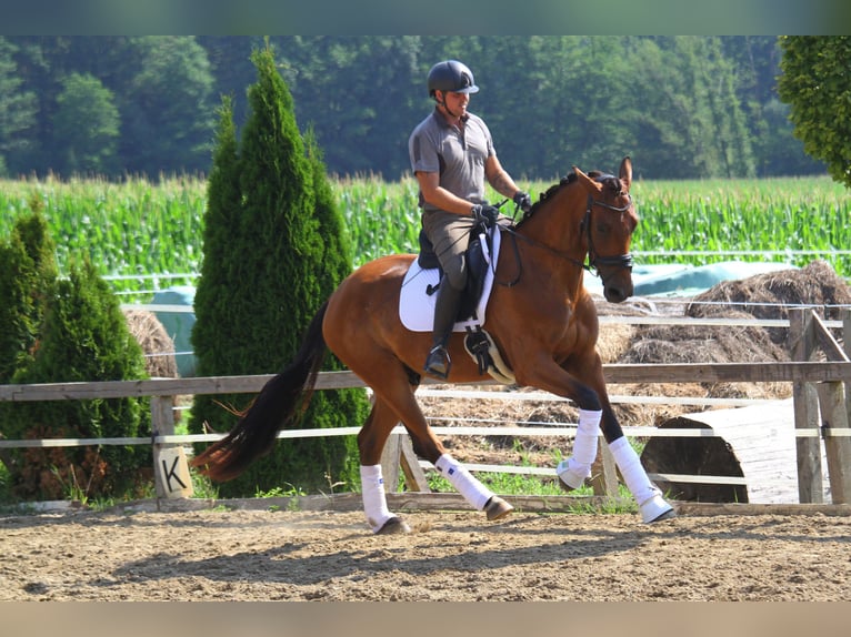 Pintos Yegua 8 años 165 cm Pío in St Marein bei Graz