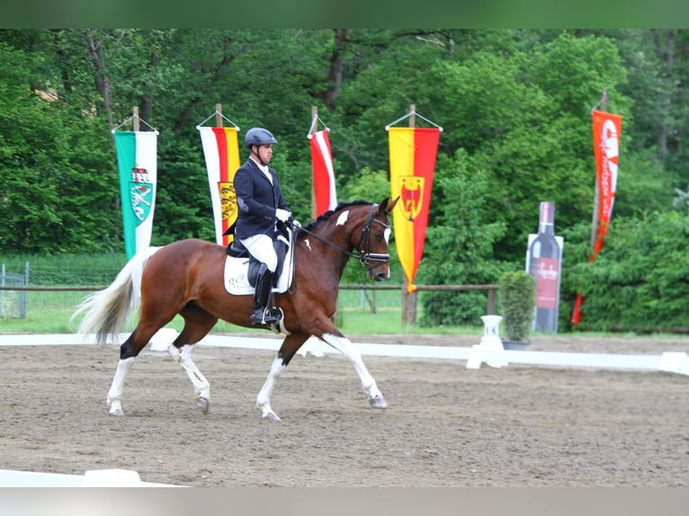 Pintos Yegua 8 años 165 cm Pío in St Marein bei Graz