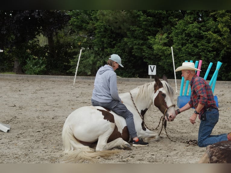 Pintos Mestizo Yegua 9 años 165 cm Pío in Maarkedal