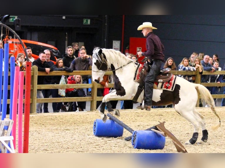 Pintos Mestizo Yegua 9 años 165 cm Pío in Maarkedal