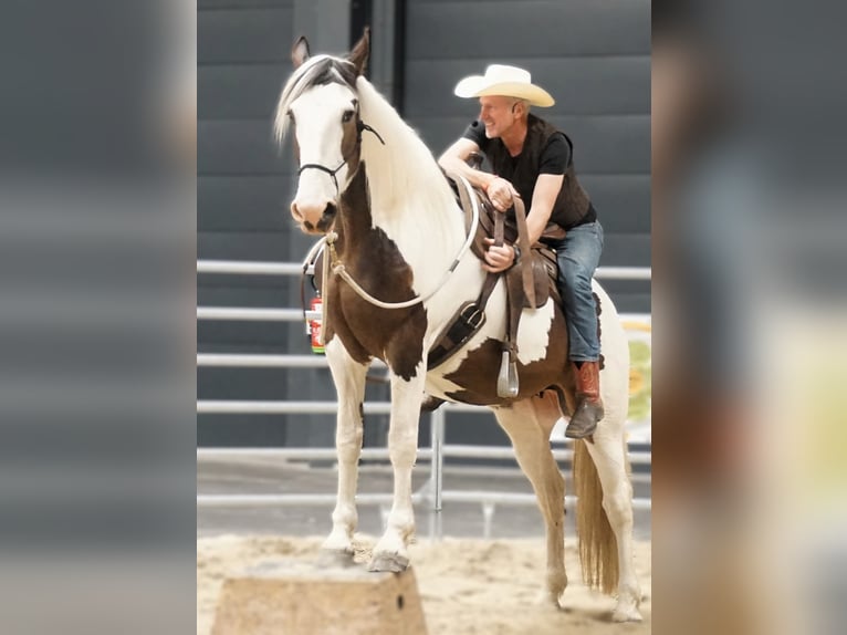 Pintos Mestizo Yegua 9 años 165 cm Pío in Maarkedal