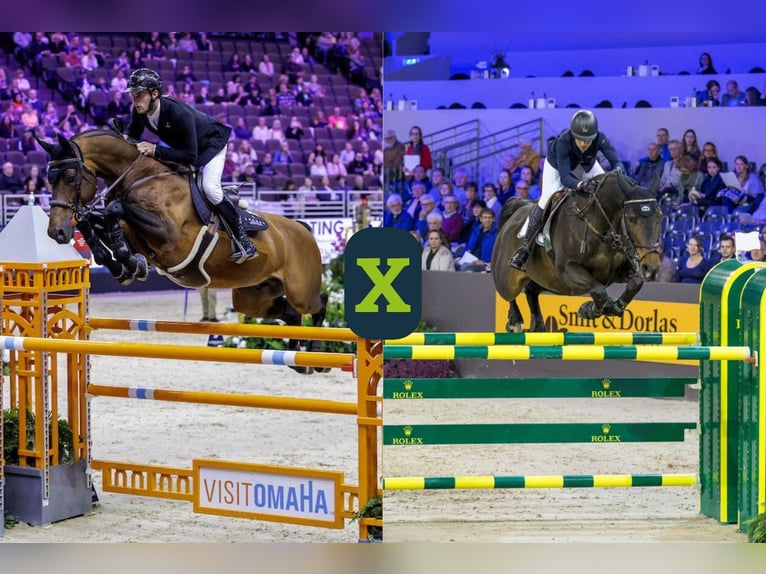 Plus de chevaux à sang chaud Inconnu Embryon  in Heerde