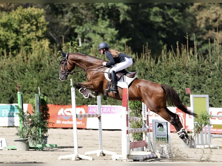 Plus de chevaux à sang chaud Étalon 11 Ans 168 cm Bai in Pelmberg