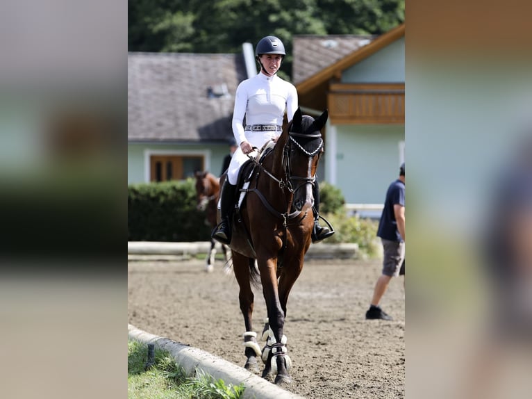 Plus de chevaux à sang chaud Étalon 11 Ans 168 cm Bai in Pelmberg