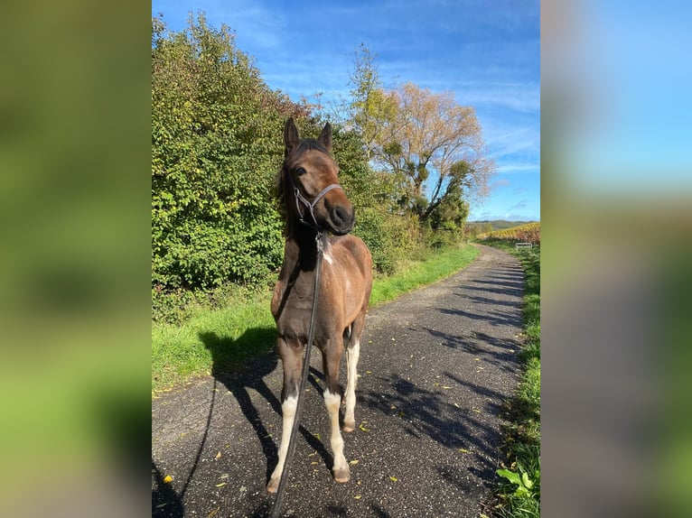 Plus de chevaux à sang chaud Étalon 1 Année 140 cm Bai in Pfaffenhofen