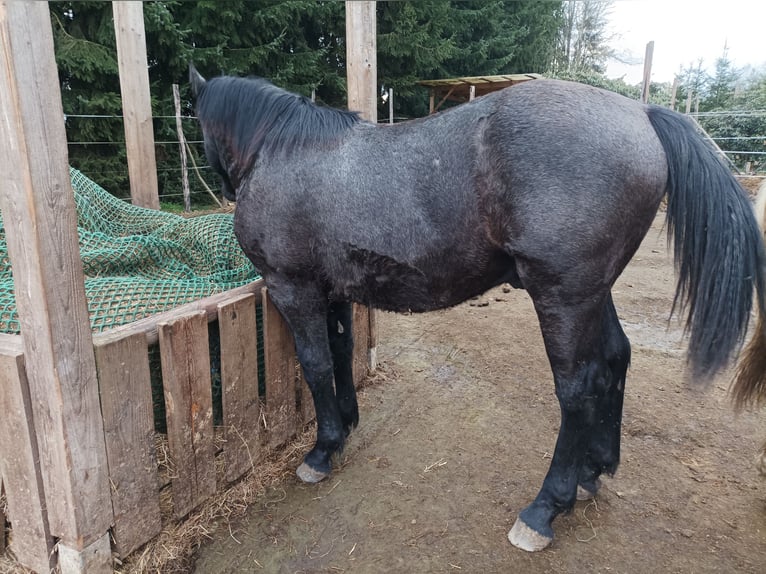 Plus de chevaux à sang chaud Étalon 1 Année 140 cm Gris in Hartha