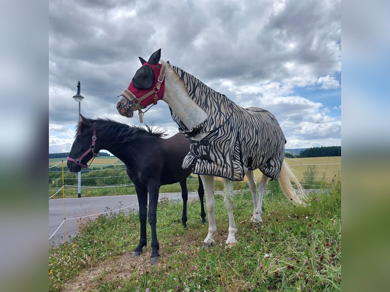 Plus de chevaux à sang chaud Étalon 1 Année 155 cm Peut devenir gris in Bundenbach