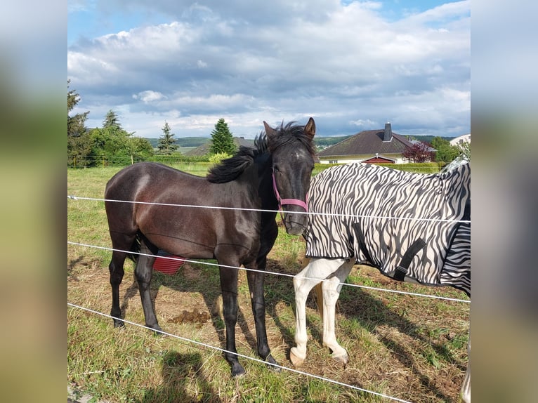 Plus de chevaux à sang chaud Étalon 1 Année 155 cm Peut devenir gris in Bundenbach