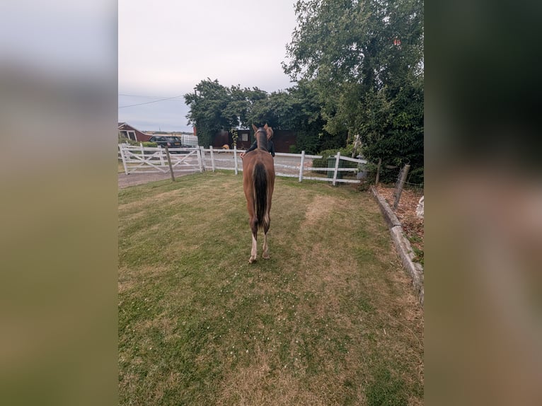 Plus de chevaux à sang chaud Croisé Étalon 1 Année 163 cm Bai cerise in Egmanton