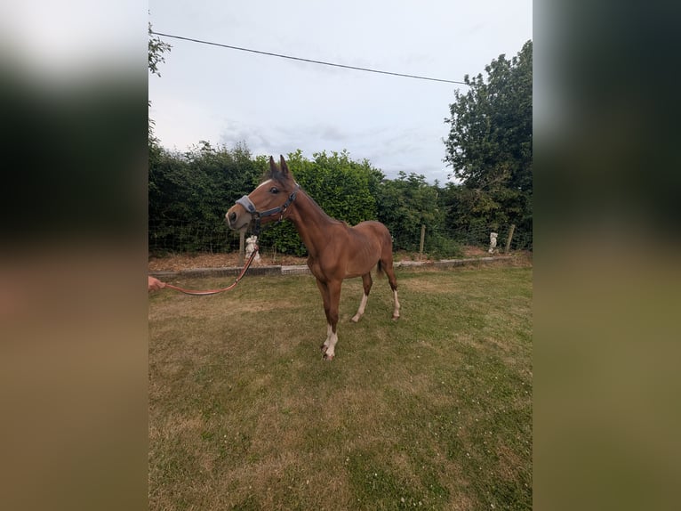 Plus de chevaux à sang chaud Croisé Étalon 1 Année 163 cm Bai cerise in Egmanton