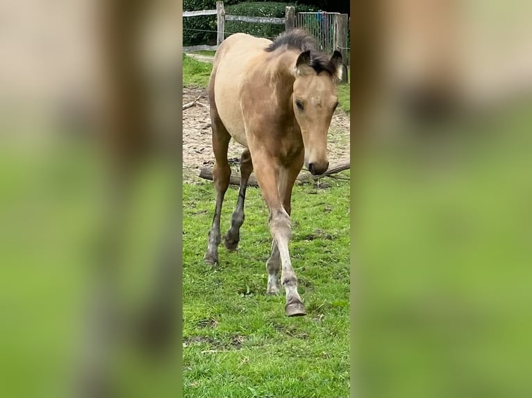 Plus de chevaux à sang chaud Étalon 1 Année 163 cm Isabelle in Eggermühlen