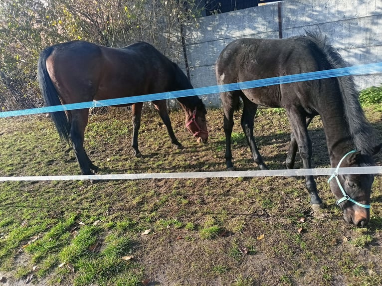 Plus de chevaux à sang chaud Étalon 1 Année 165 cm Bai brun in Opole