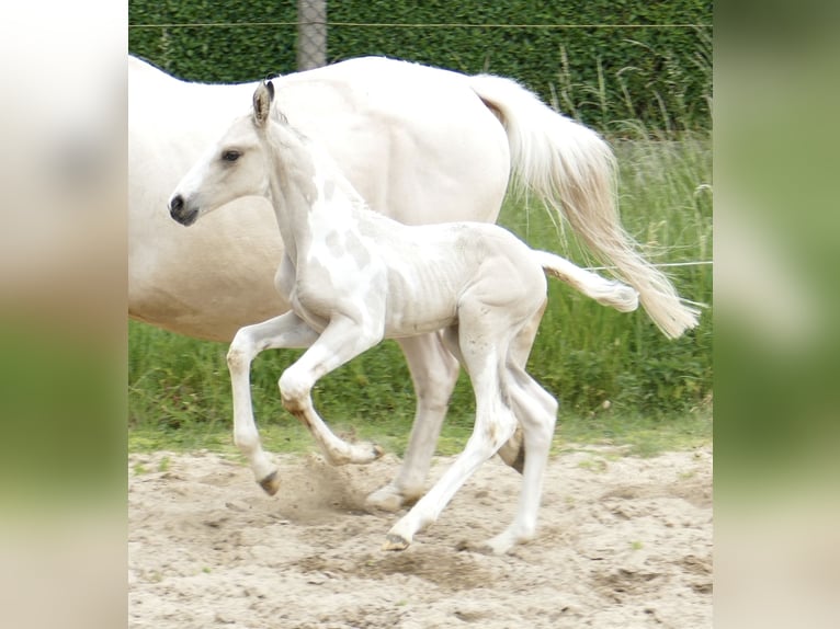 Plus de chevaux à sang chaud Étalon 1 Année 168 cm Pinto in Borgentreich