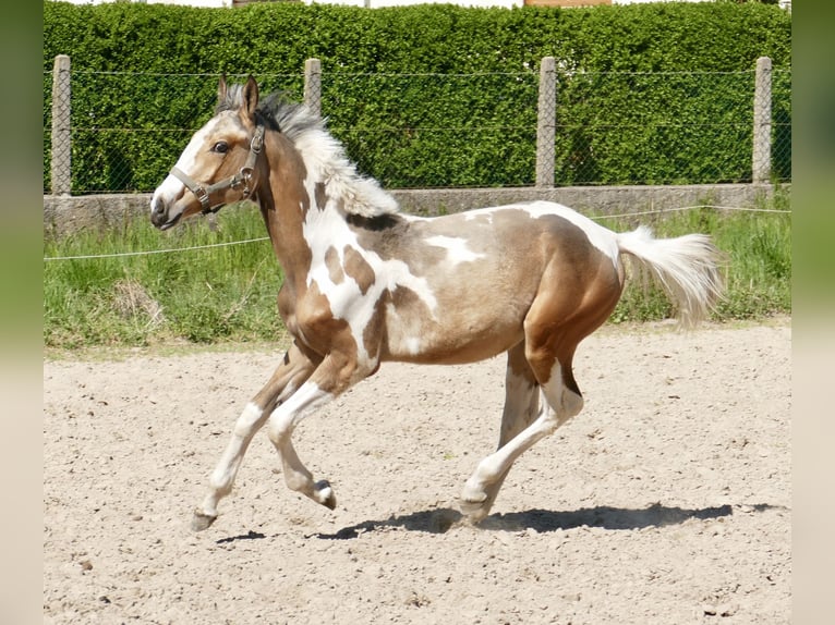 Plus de chevaux à sang chaud Étalon 1 Année 168 cm Pinto in Borgentreich