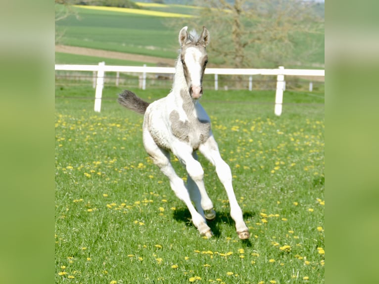 Plus de chevaux à sang chaud Étalon 1 Année 170 cm Pinto in Borgentreich