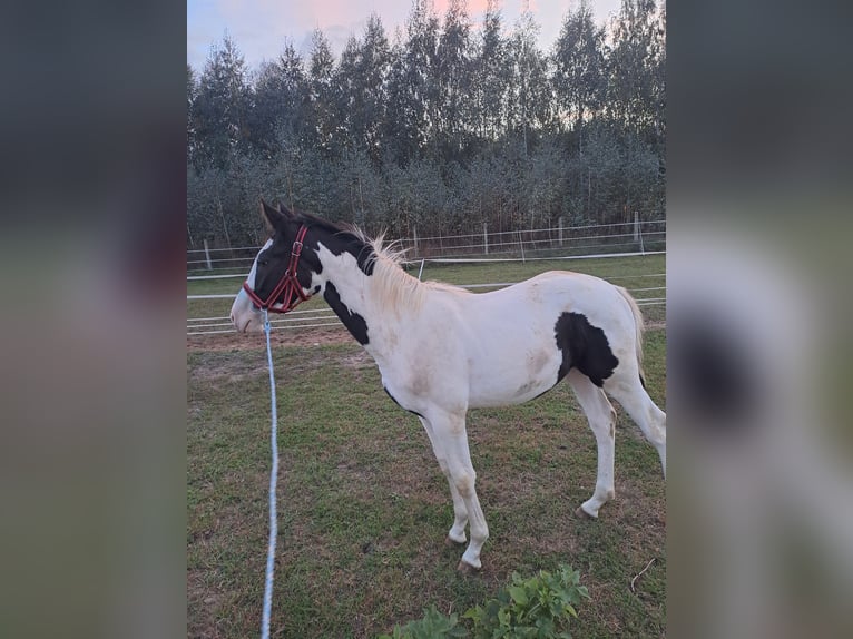Plus de chevaux à sang chaud Croisé Étalon 1 Année Pinto in Wiewi&#xF3;rka