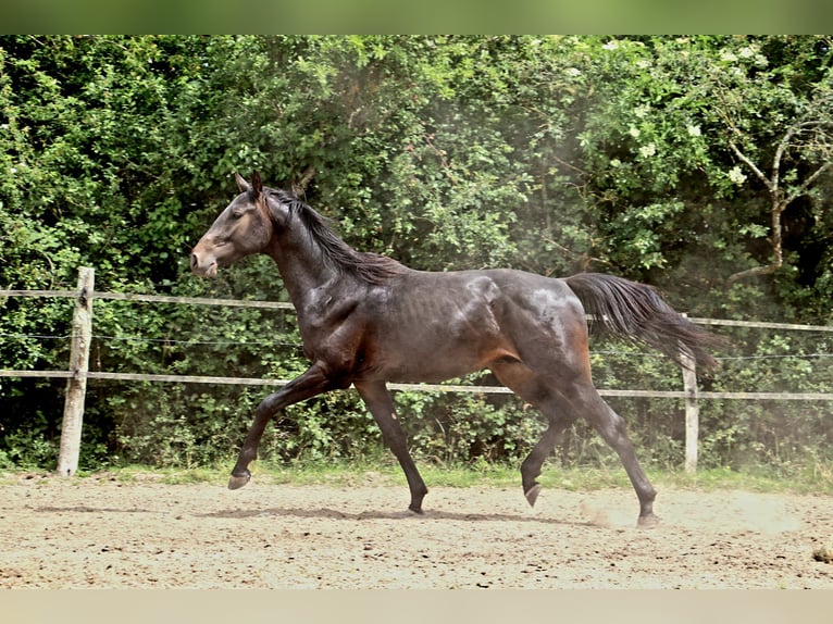 Plus de chevaux à sang chaud Étalon 2 Ans 155 cm Bai brun foncé in Bou&#xE9;e
