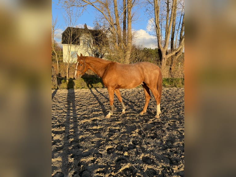 Plus de chevaux à sang chaud Étalon 2 Ans 160 cm Alezan in Sandefjord