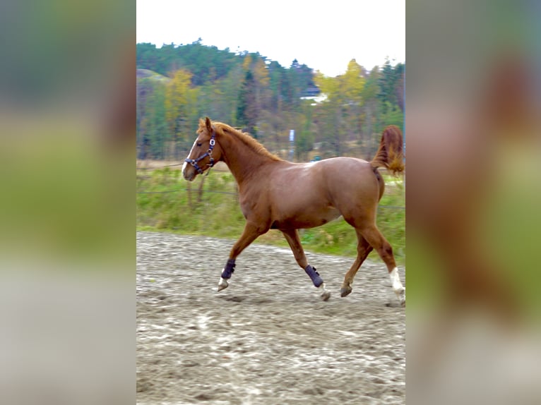 Plus de chevaux à sang chaud Étalon 2 Ans 160 cm Alezan in Sandefjord