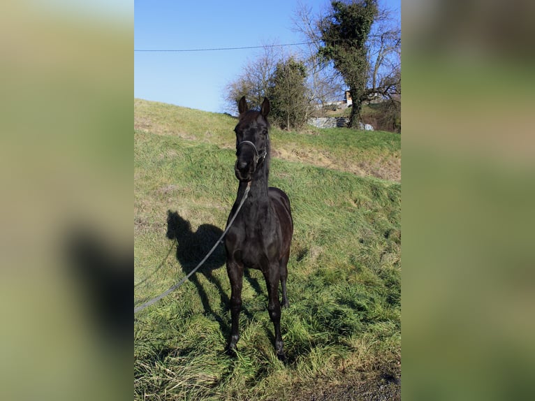 Plus de chevaux à sang chaud Étalon 2 Ans 174 cm Noir in Kapfenstein