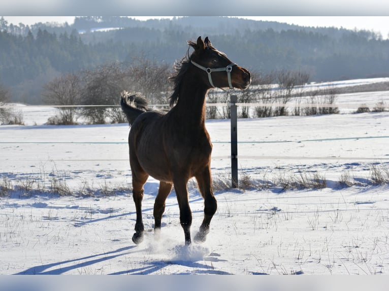 Plus de chevaux à sang chaud Étalon 2 Ans 175 cm Bai brun in Waldhers