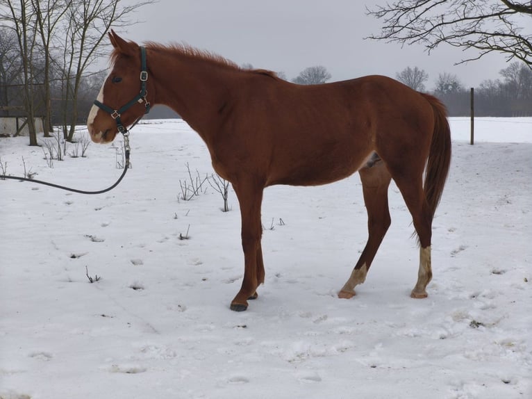 Plus de chevaux à sang chaud Étalon 3 Ans 171 cm  in Donji Kraljevec