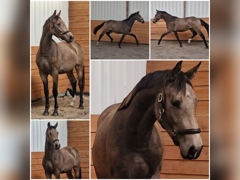Plus de chevaux à sang chaud Étalon 3 Ans in Den Ham