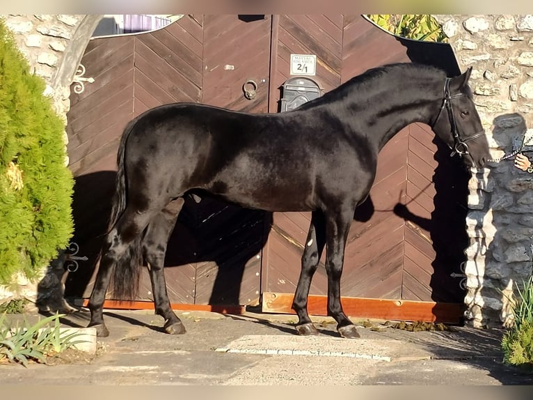 Plus de chevaux à sang chaud Étalon 4 Ans 157 cm Noir in Békéscsaba