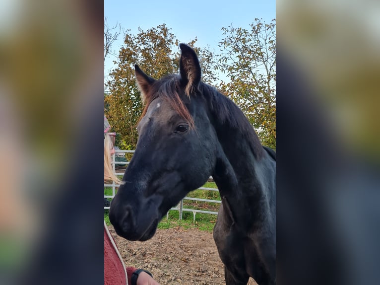 Plus de chevaux à sang chaud Étalon 5 Ans 165 cm Noir in Birkenheide