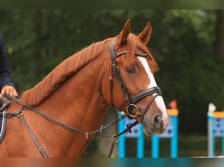 Plus de chevaux à sang chaud Étalon 5 Ans 168 cm Alezan in Kaulille