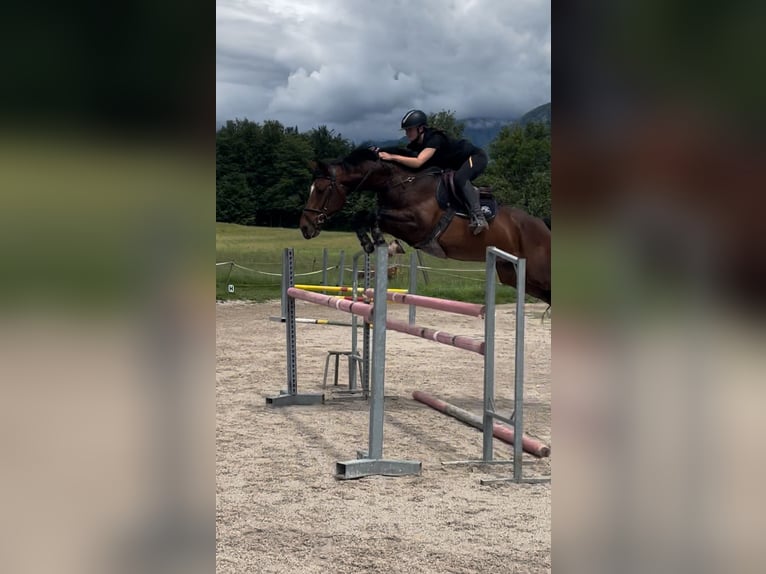 Plus de chevaux à sang chaud Étalon 5 Ans 168 cm Bai cerise in Radovljica