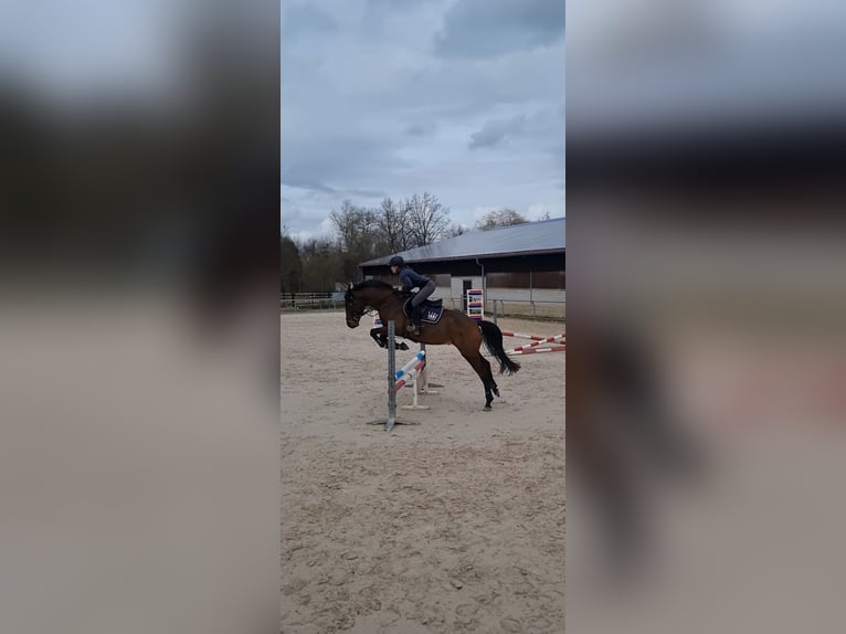 Plus de chevaux à sang chaud Croisé Étalon 6 Ans 162 cm Bai in Herxheim am Berg