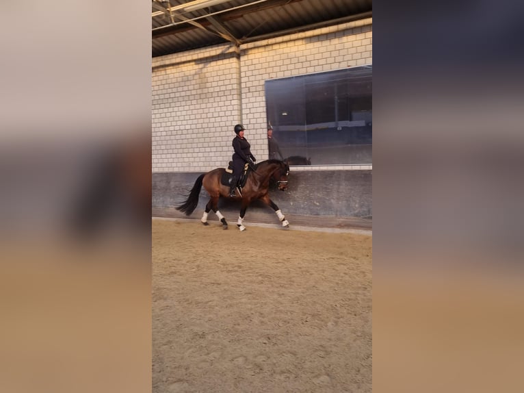 Plus de chevaux à sang chaud Croisé Étalon 6 Ans 162 cm Bai in Herxheim am Berg