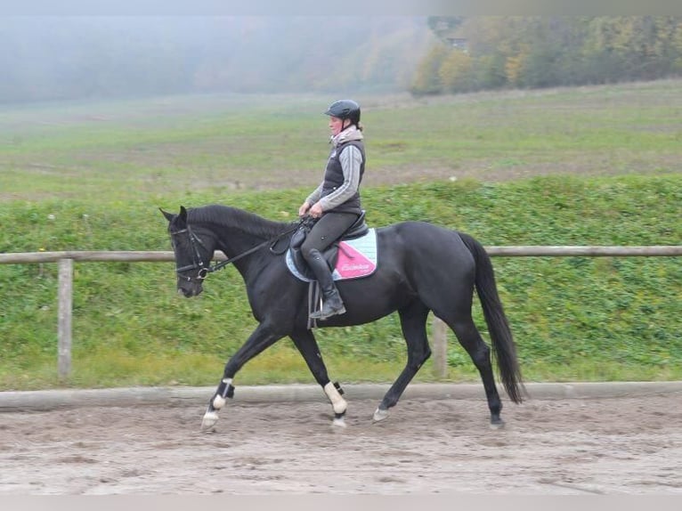 Plus de chevaux à sang chaud Étalon 7 Ans in Wellheim