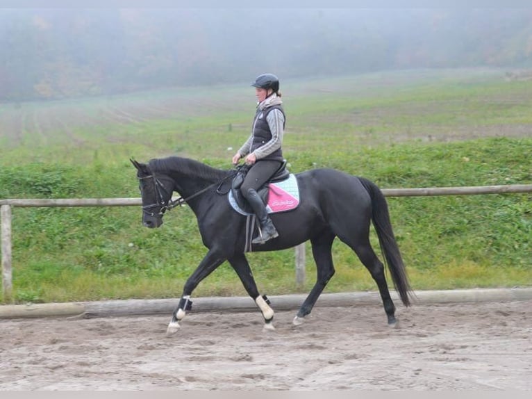 Plus de chevaux à sang chaud Étalon 7 Ans in Wellheim