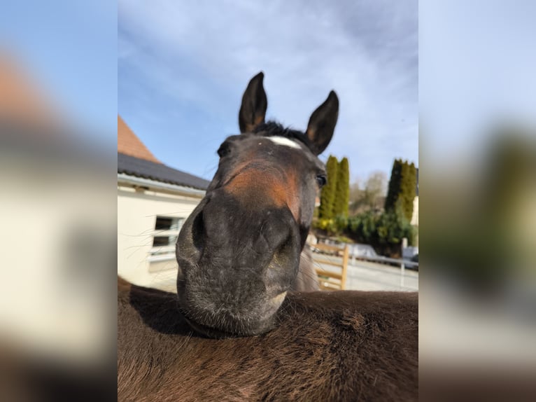 Plus de chevaux à sang chaud Étalon 8 Ans 164 cm Bai brun in Rüthen