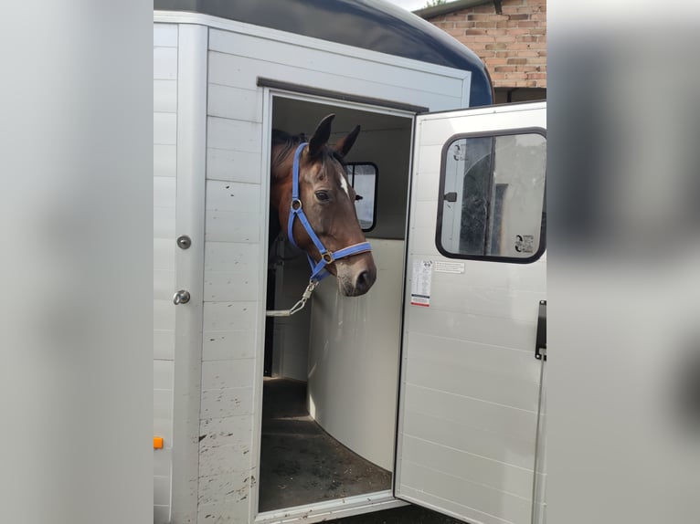 Plus de chevaux à sang chaud Étalon 8 Ans 164 cm Bai brun in Rüthen