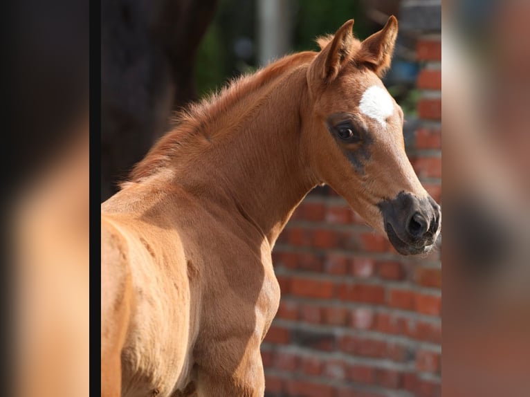 Plus de chevaux à sang chaud Étalon Poulain (03/2026) 125 cm Alezan brûlé in Oelde