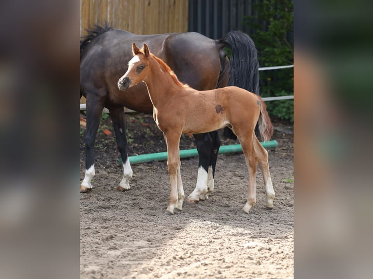 Plus de chevaux à sang chaud Étalon Poulain (03/2026) 125 cm Alezan brûlé in Oelde